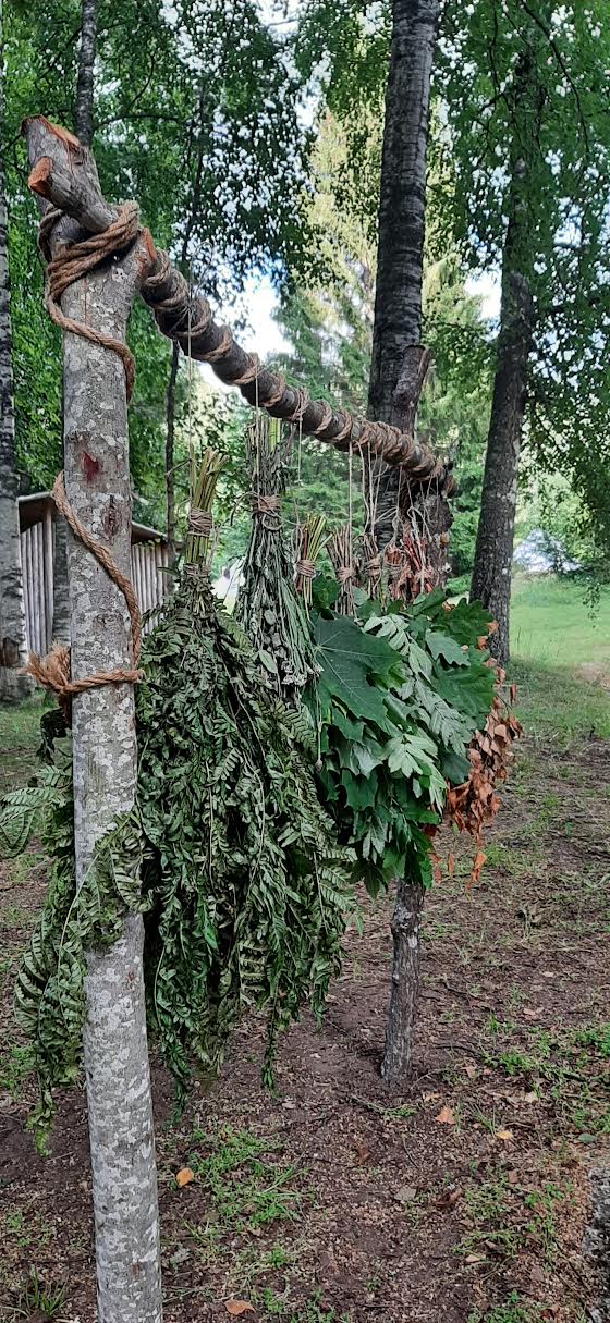 Saunarituaalide vihtade kuivatamine Lahemaa metsas