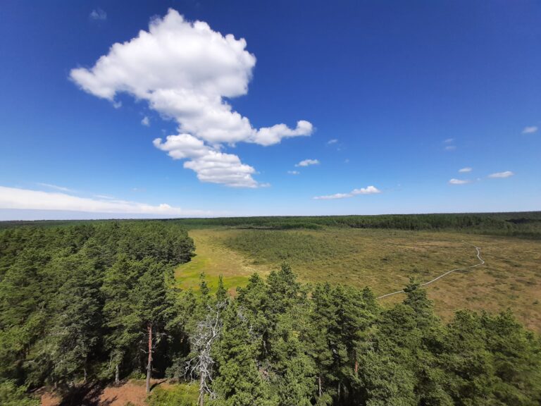 Vaade Lahemaa rahvuspargi metsadele ja soomaastikule koos laudteega